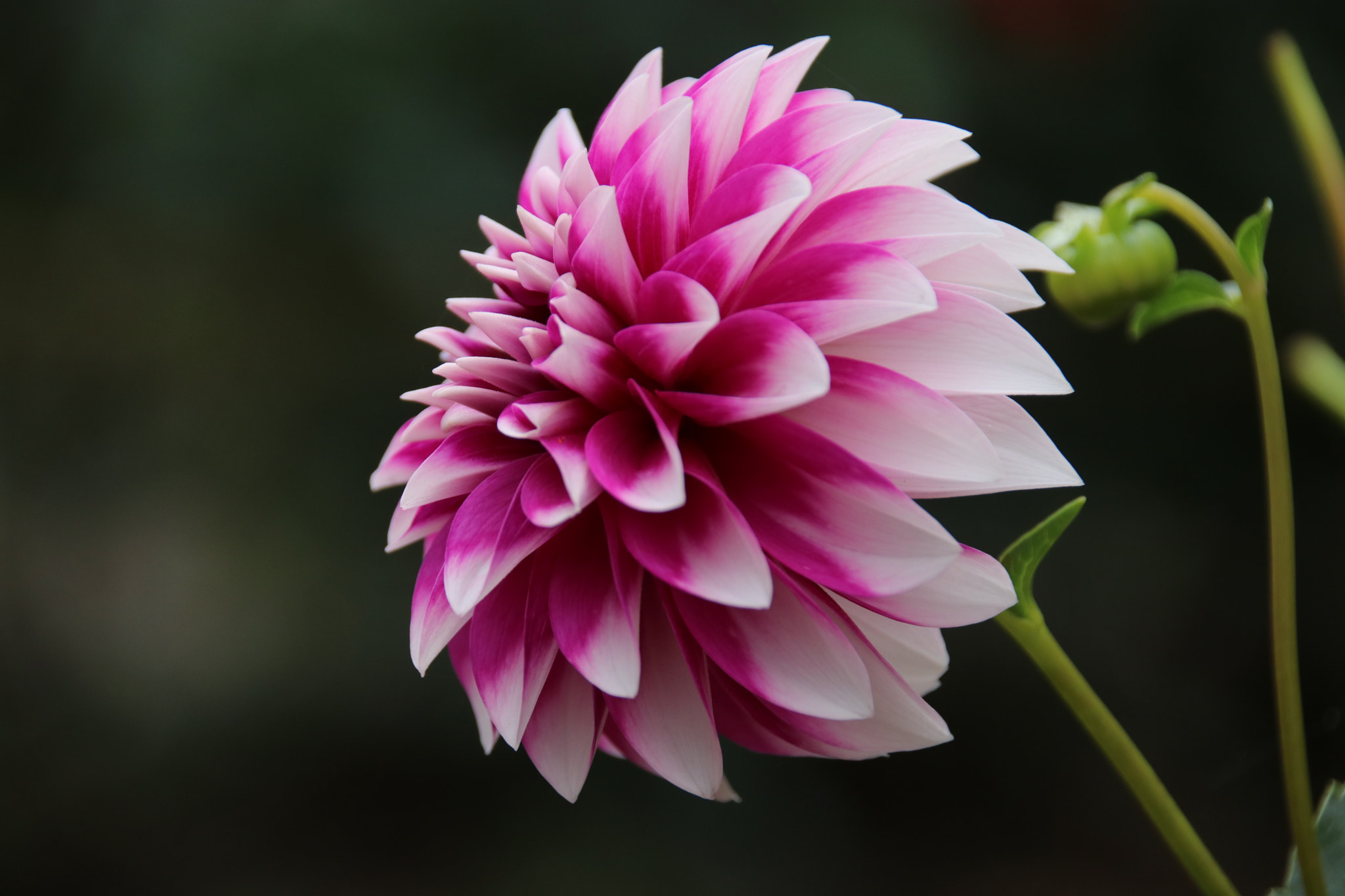Sigma 18-250mm F3.5-6.3 DC OS HSM sample photo
