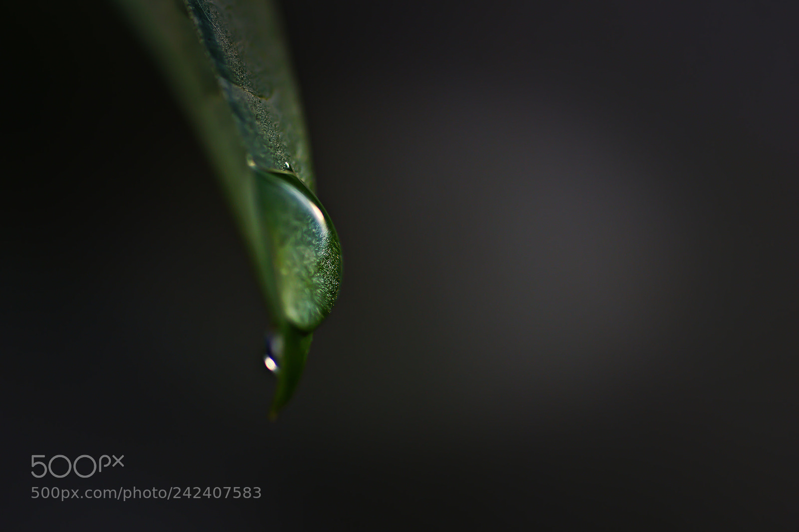 Sony SLT-A77 sample photo. Just drop.... :) photography