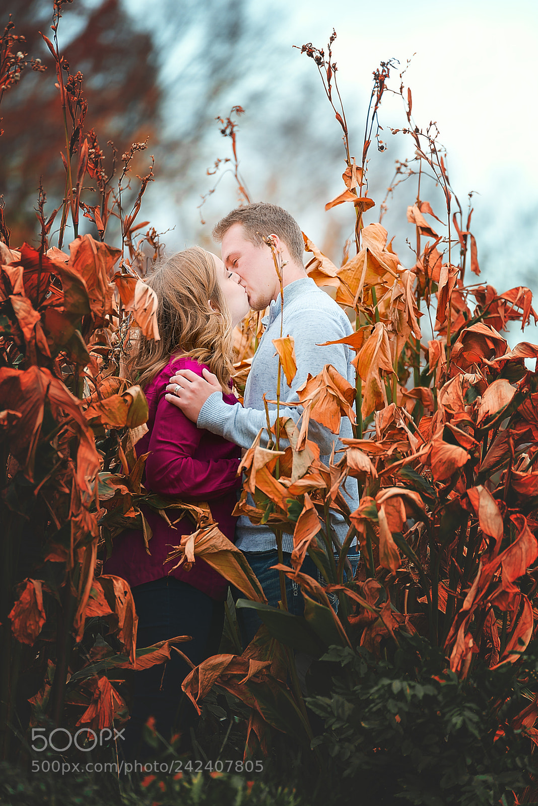 Nikon D800 sample photo. Field of passion photography