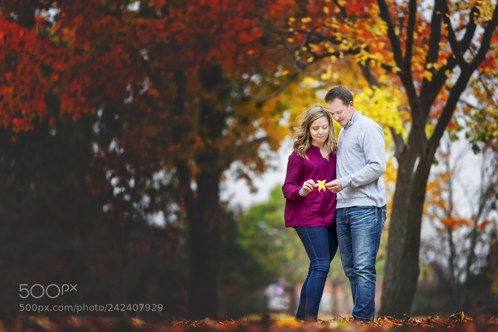 Nikon D800 sample photo. Golden leaf photography