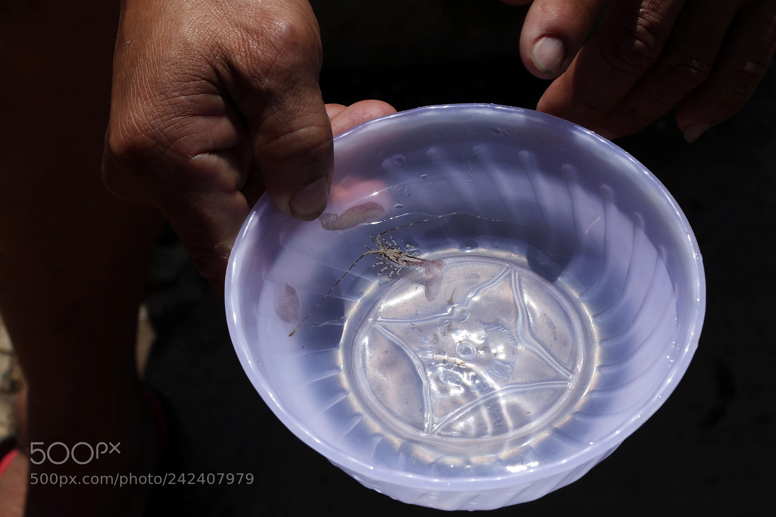 Canon EOS-1D X Mark II sample photo. Ngan con tom hum photography