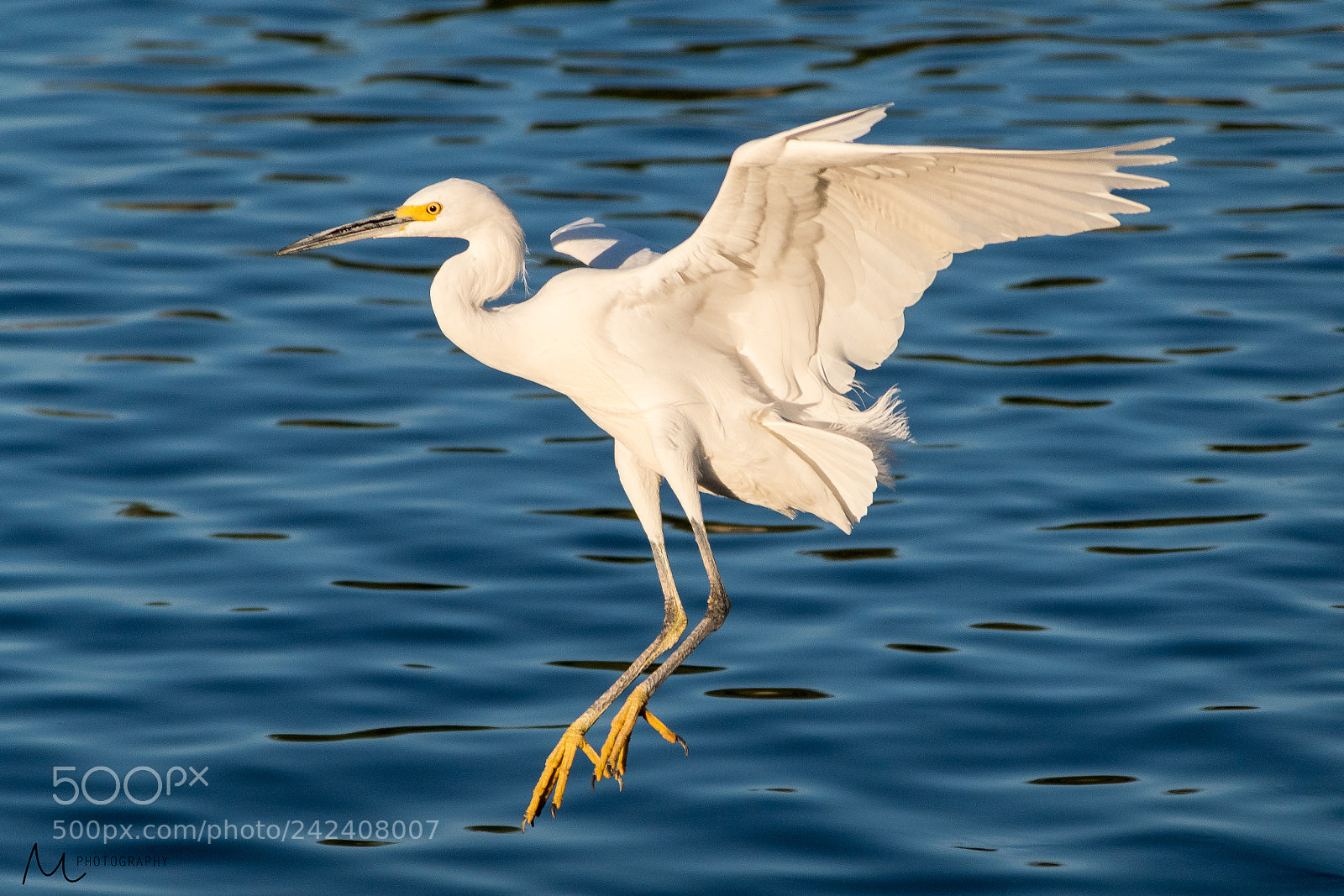 Nikon D5500 sample photo. Snowy egret in the photography