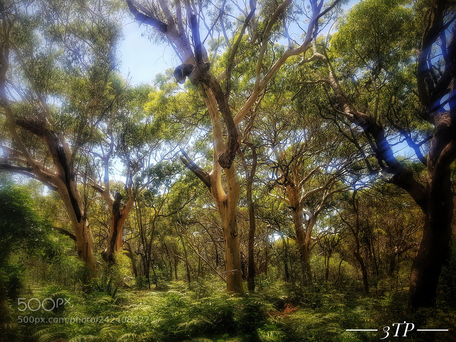 Samsung Galaxy S8+ sample photo. Rainbow beach forest 2b photography