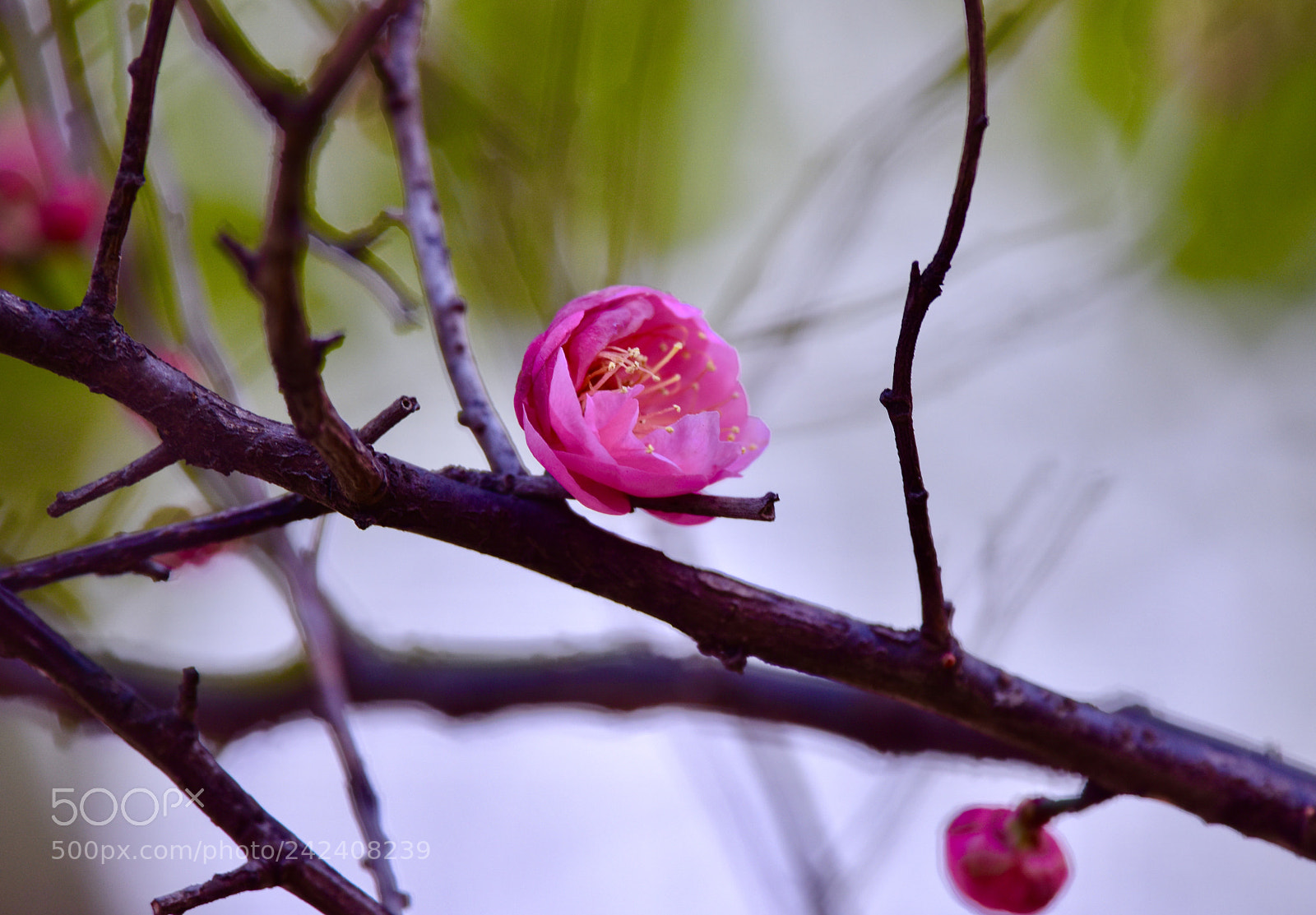 Nikon D7200 sample photo. 梅花又开放 photography