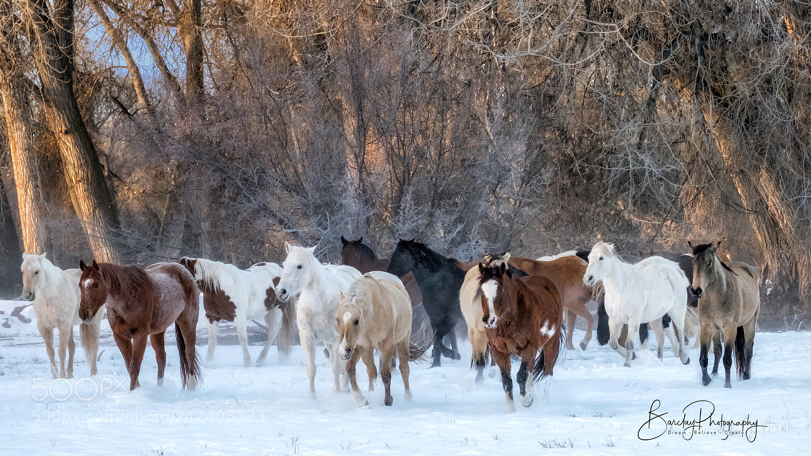 Fujifilm X-T1 sample photo. Horses in snow! photography
