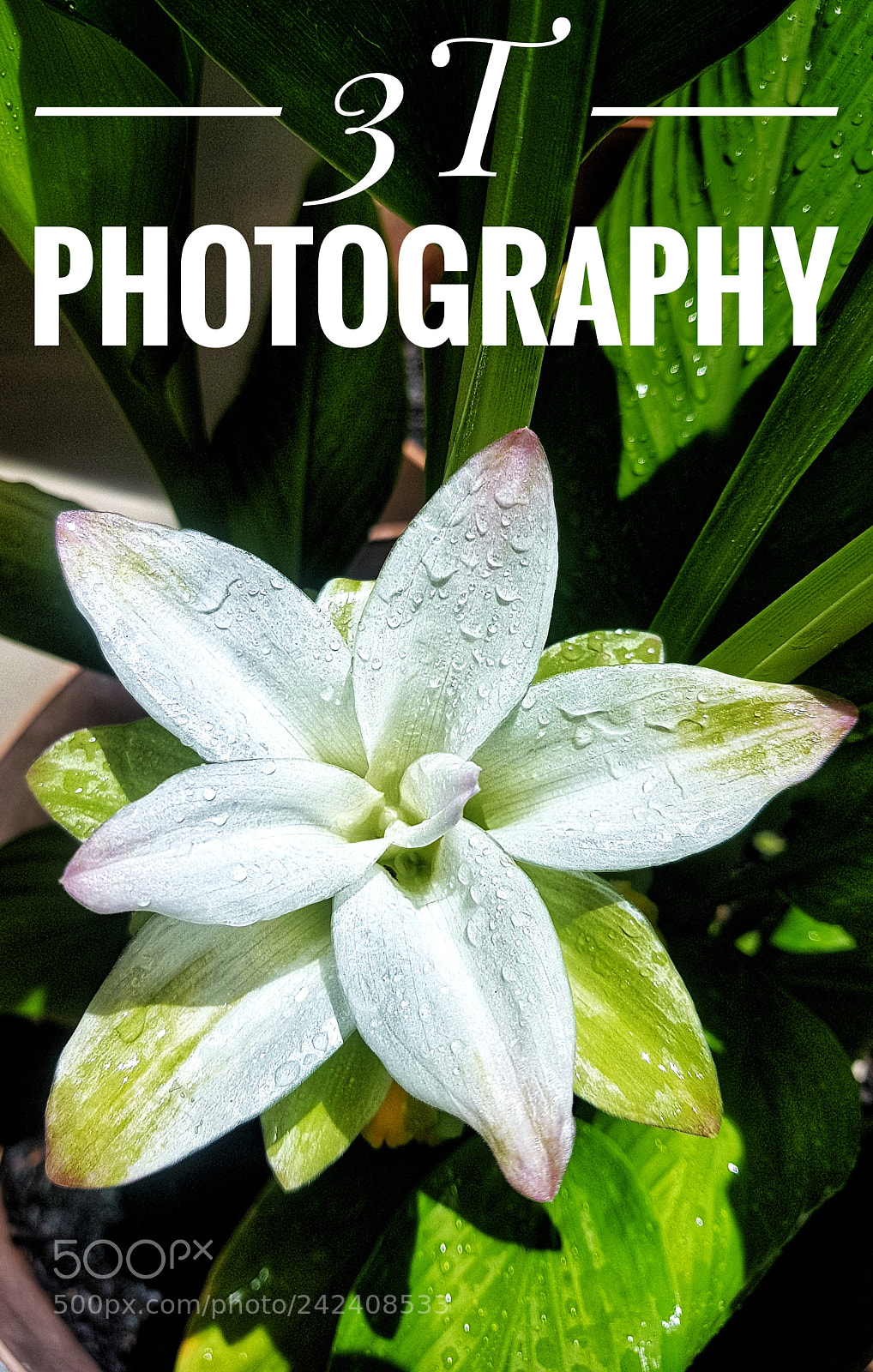 Samsung Galaxy S8+ sample photo. 3t photography photography