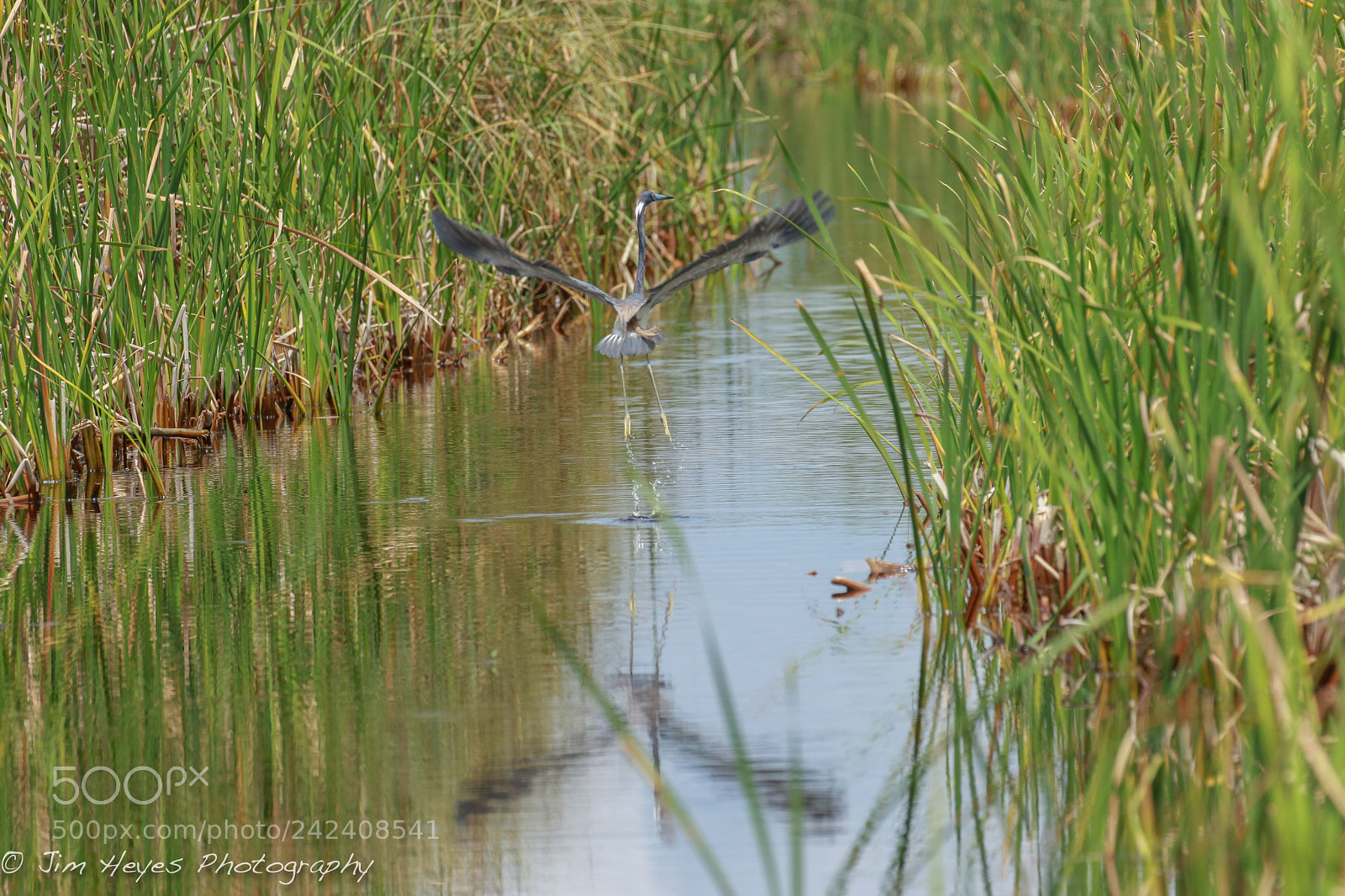 Canon EOS 7D Mark II sample photo. Tri colored heron everglades photography