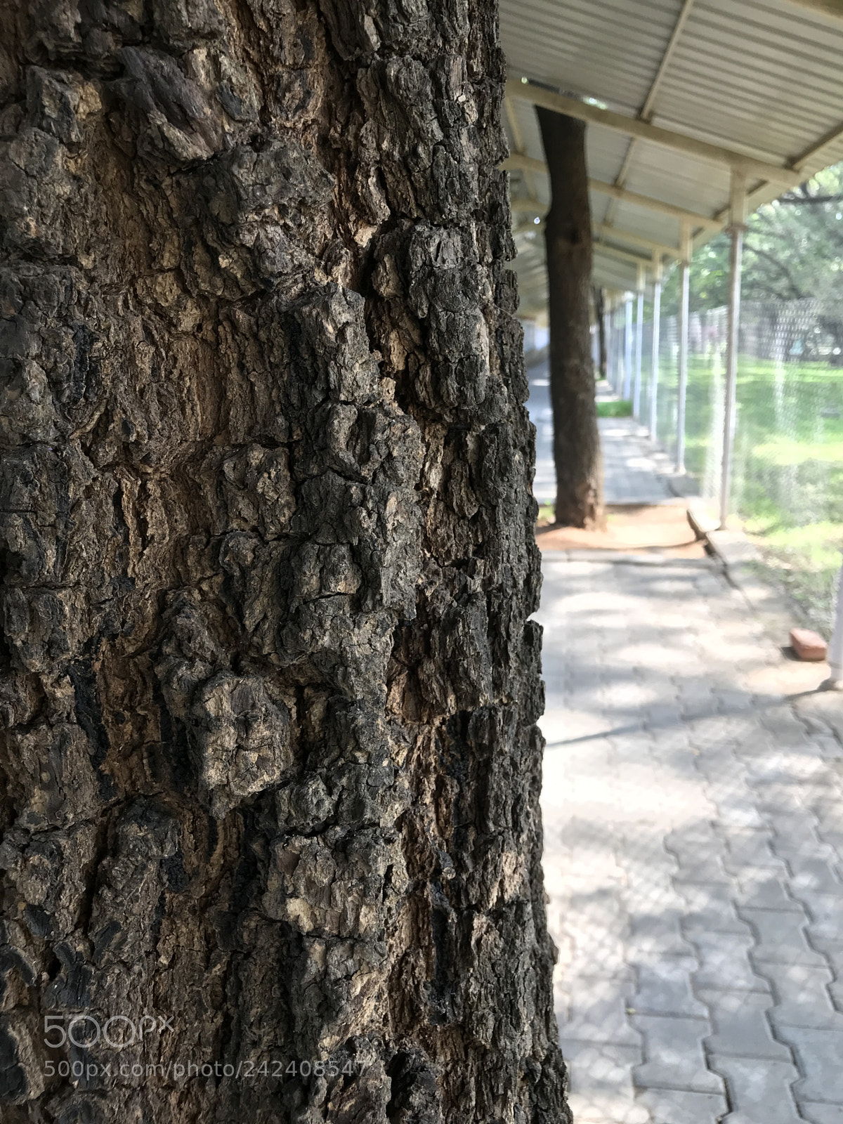Apple iPhone 7 Plus sample photo. A closeup of the photography