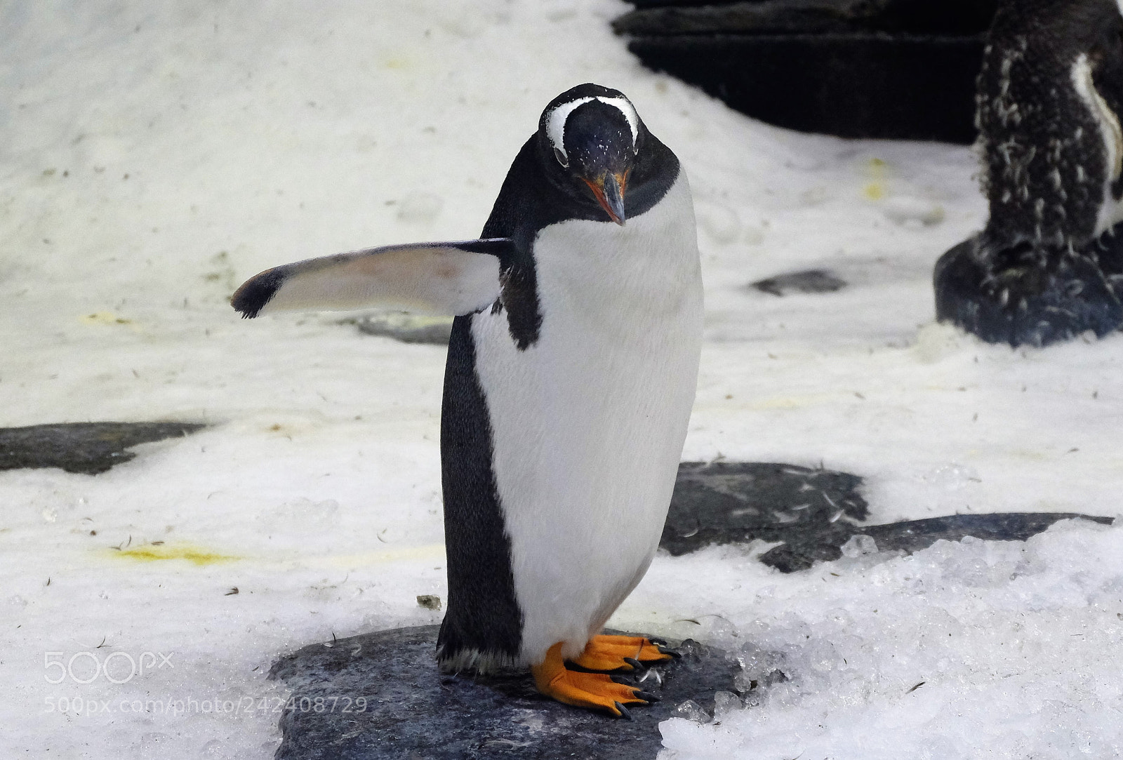 Fujifilm X-T10 sample photo. Waving penguin photography