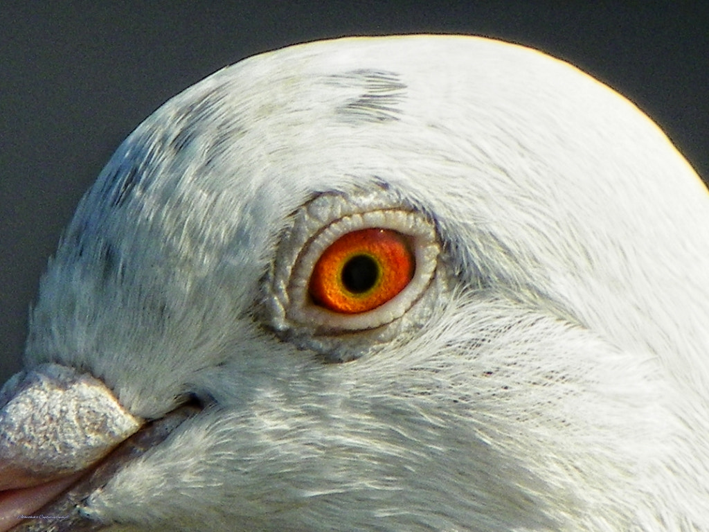 Kodak EasyShare Z981 sample photo. Peace photography