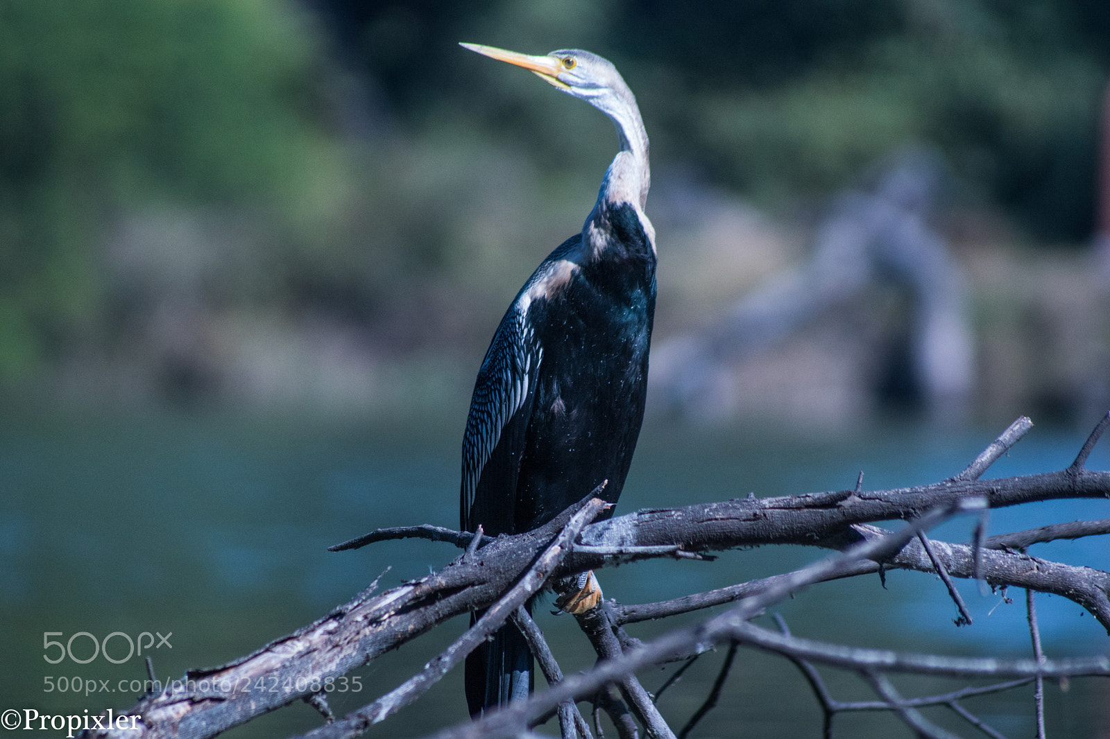 Sony SLT-A68 sample photo. Sanke bird photography