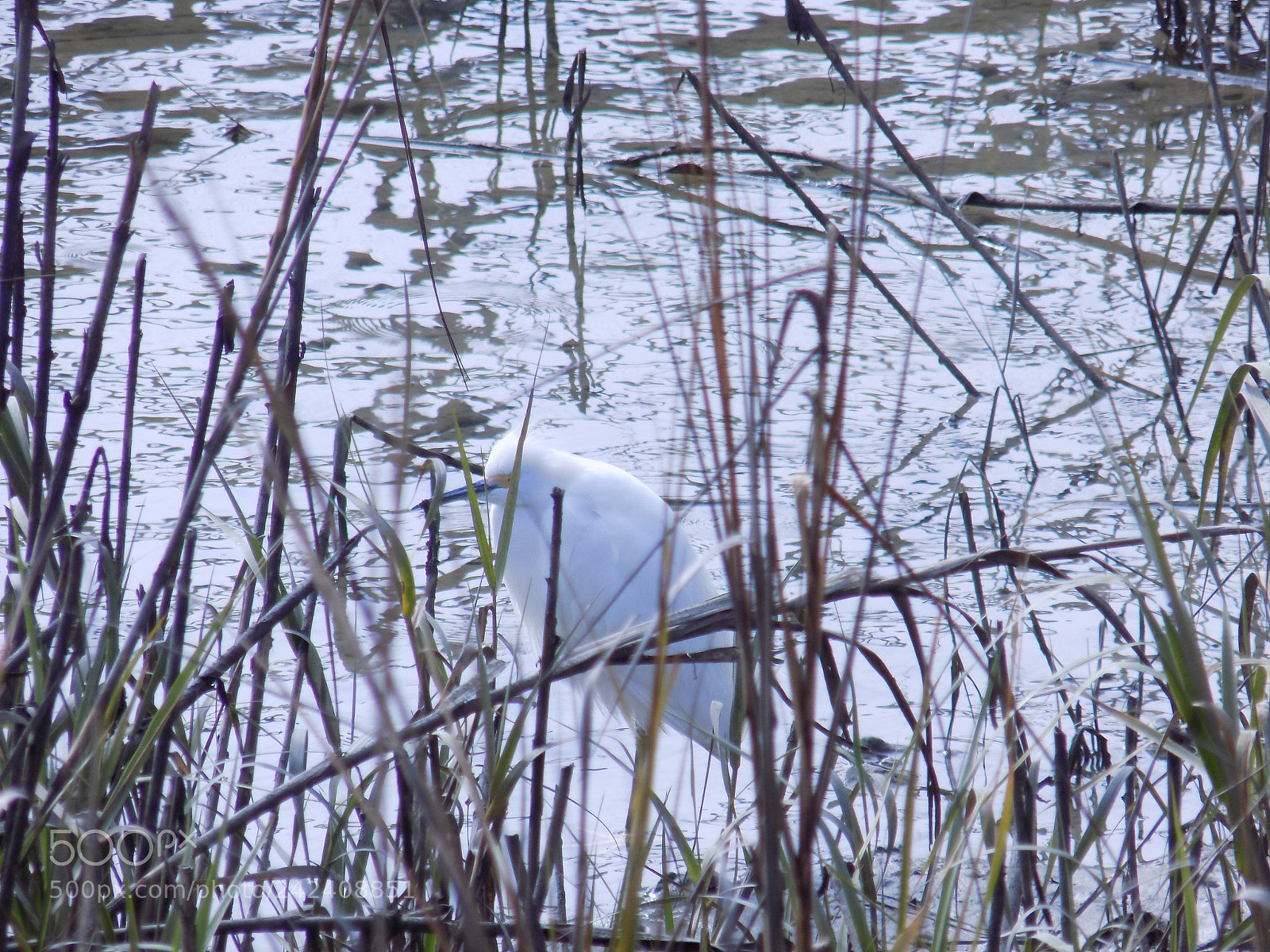 Nikon COOLPIX L340 sample photo. Marsh life photography