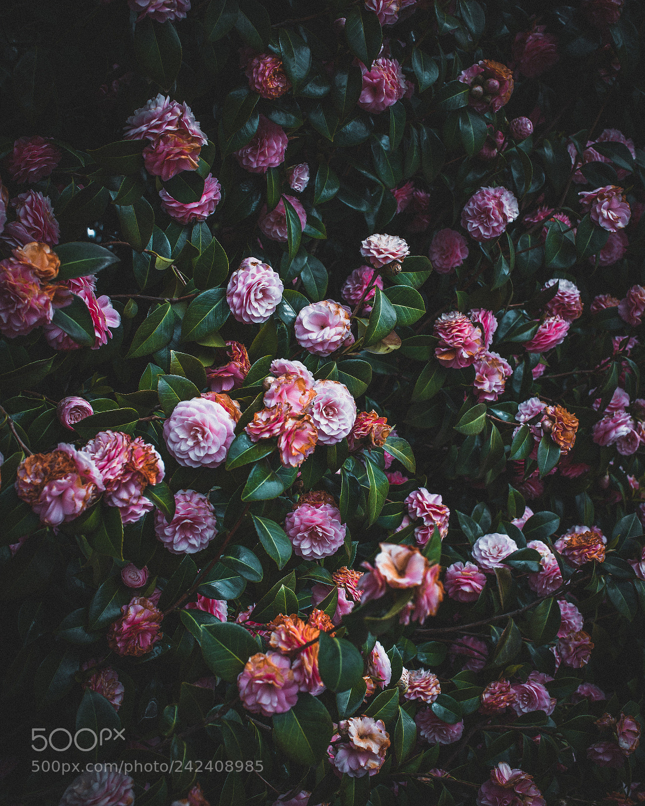 Nikon D800E sample photo. Bloom photography