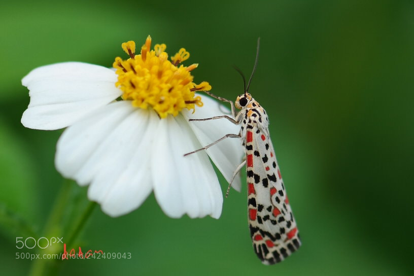 Samsung NX30 sample photo. You are so beautiful photography