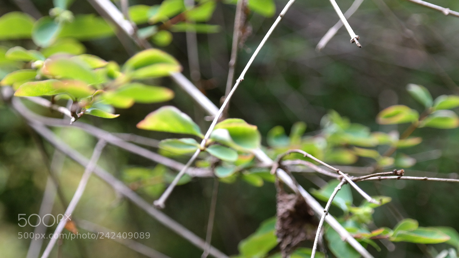 Samsung NX300 sample photo. Jard n bot nico photography