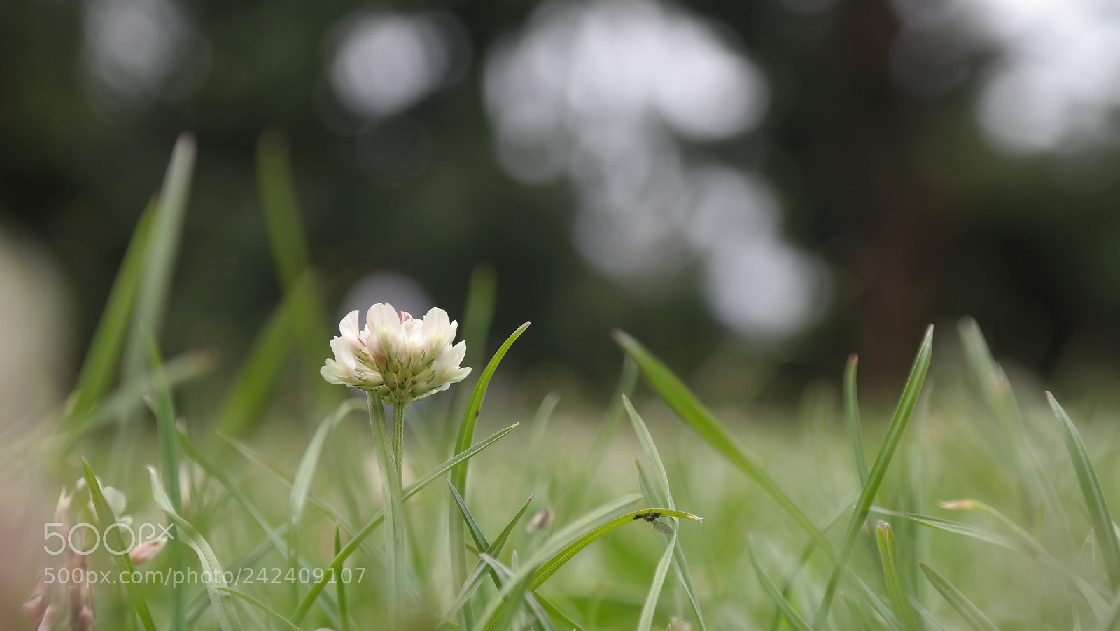 Samsung NX300 sample photo. Jard n bot nico photography