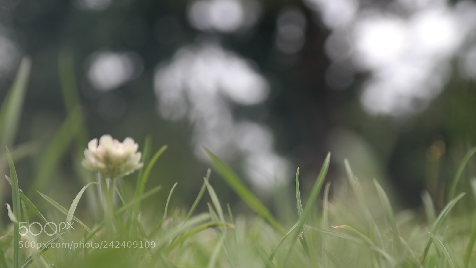Samsung NX300 sample photo. Jard n bot nico photography