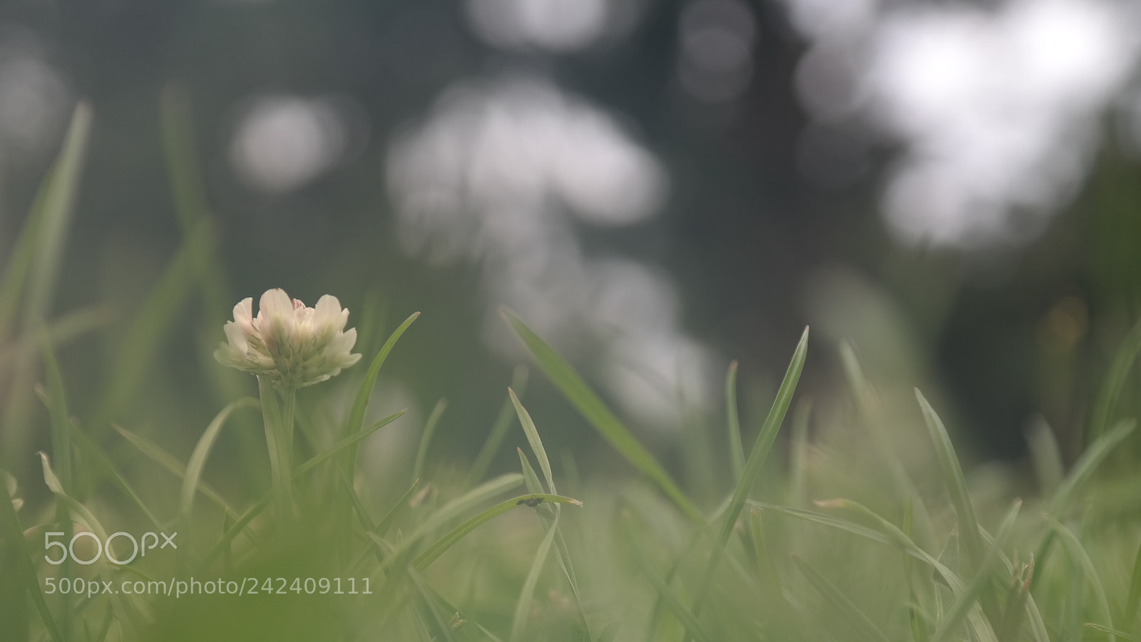 Samsung NX300 sample photo. Jard n bot nico photography