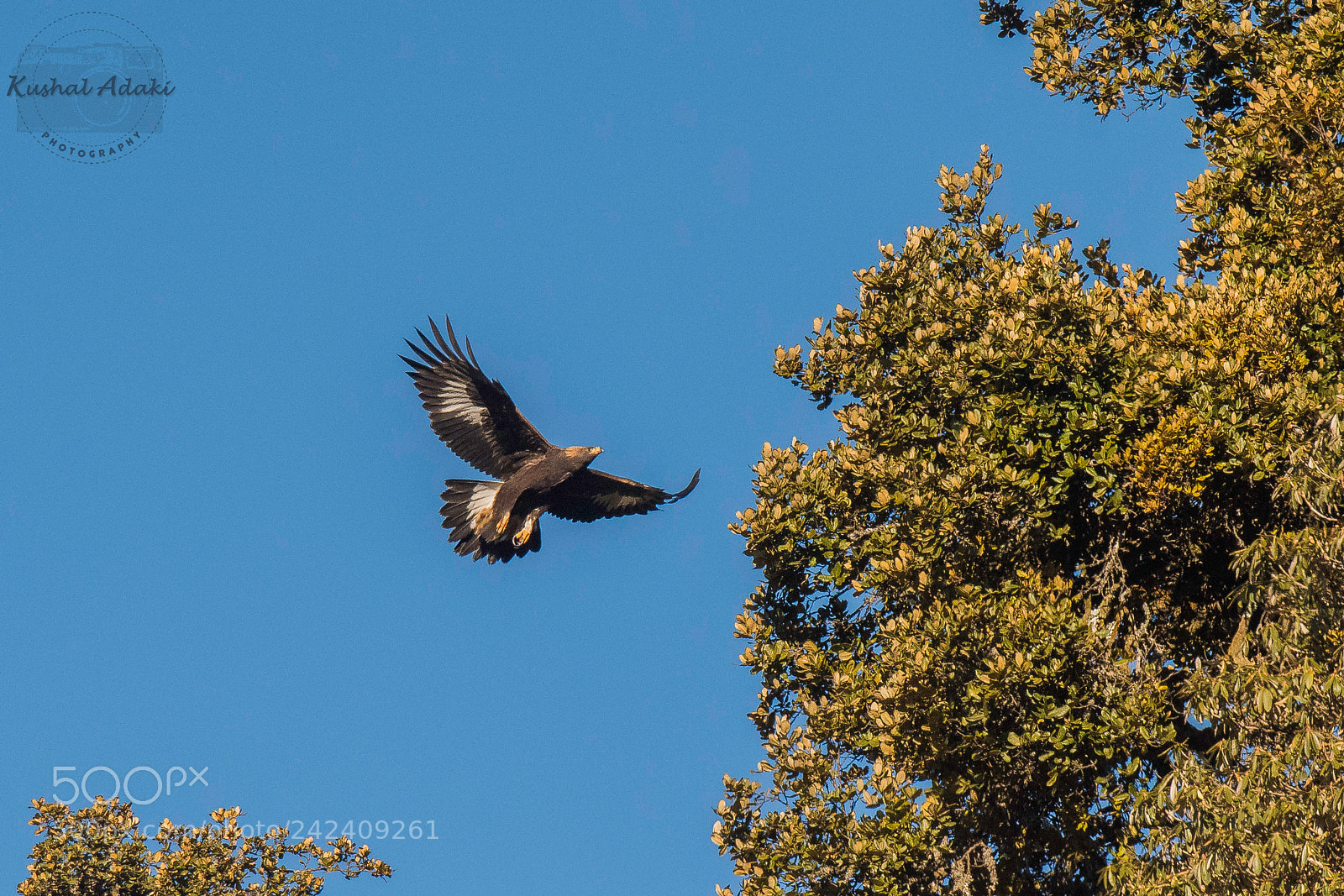 Nikon D500 sample photo. Golden eagle (sub adult) photography