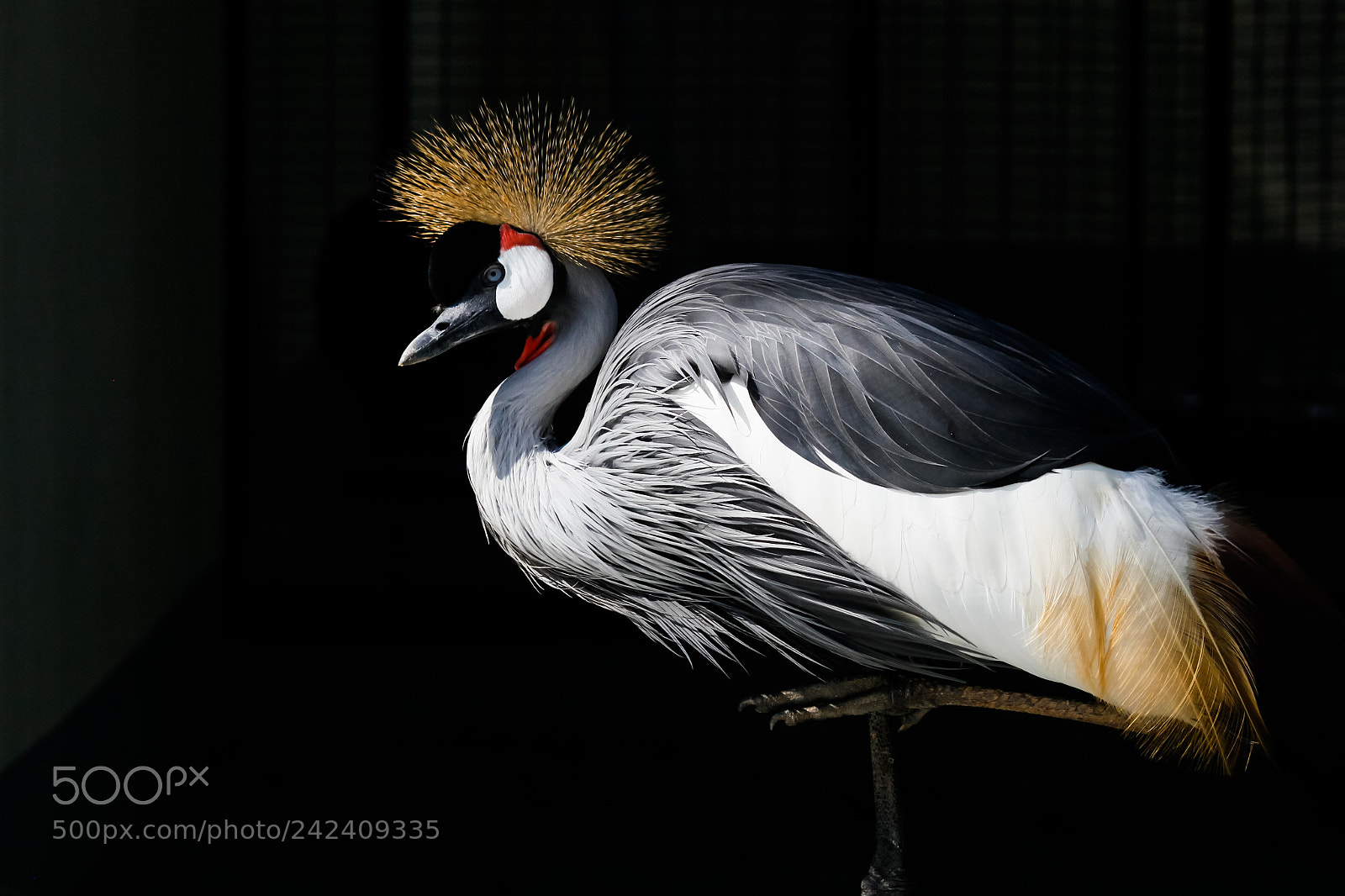 Canon EOS 60D sample photo. Grey crowned crane photography
