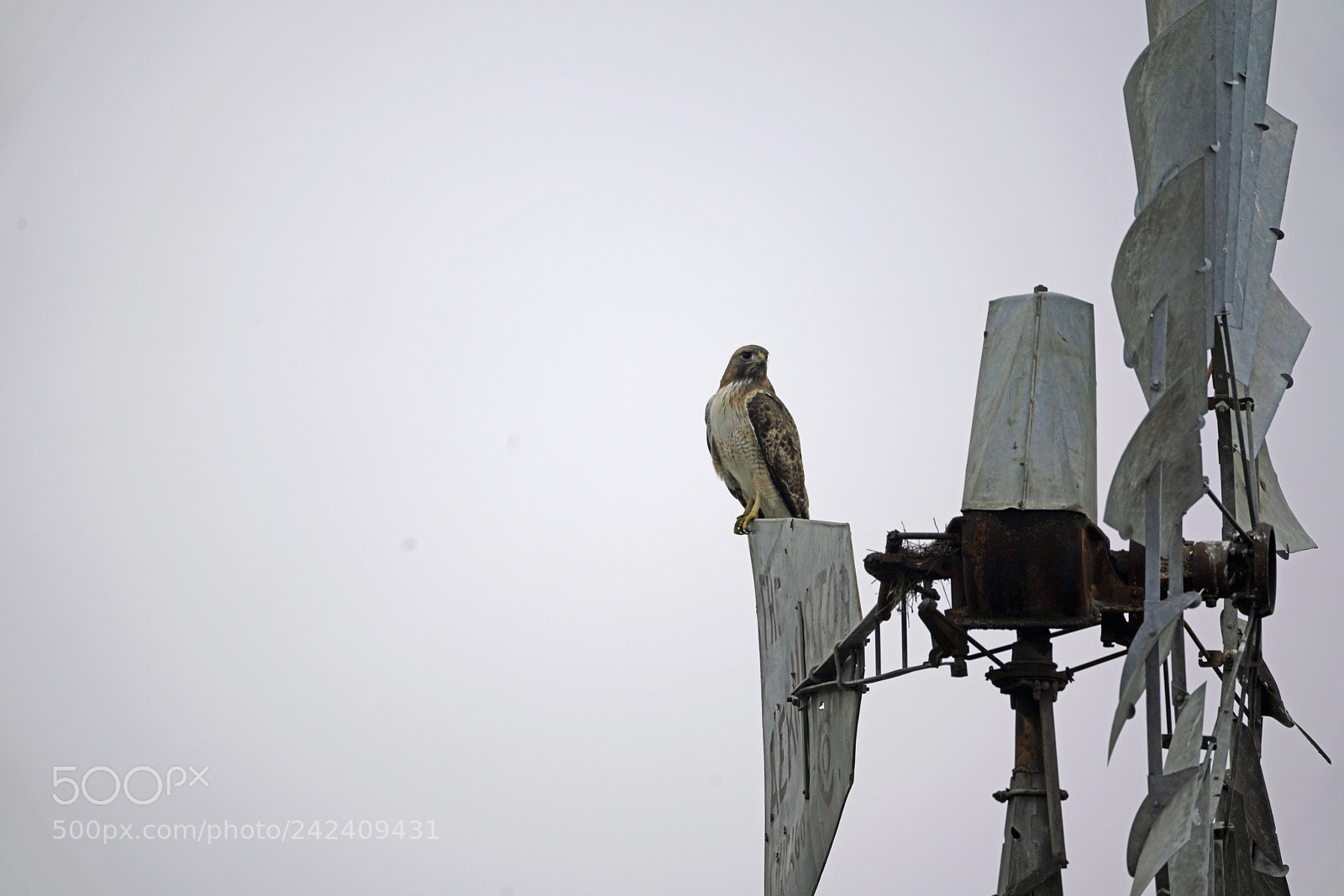 Sony a7R III sample photo. Hawk on a windmill photography