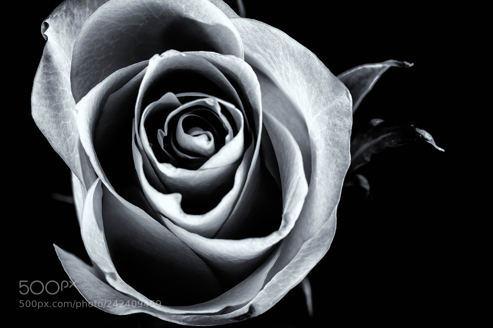 Fujifilm X-T10 sample photo. Rose in monochrome photography
