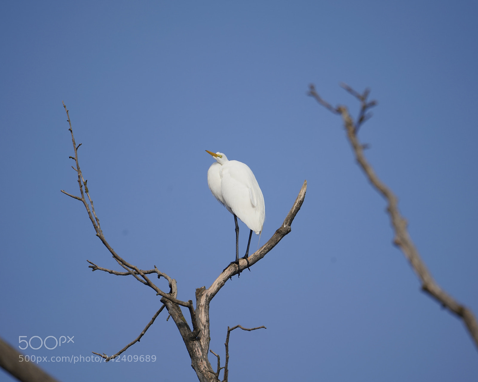 Sony a7R III sample photo. Egret in a tree photography