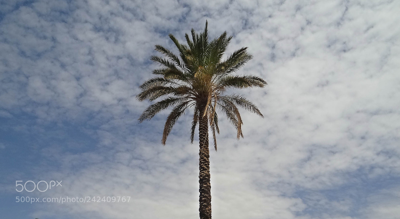 Sony DSC-HX200V sample photo. Palm tree photography