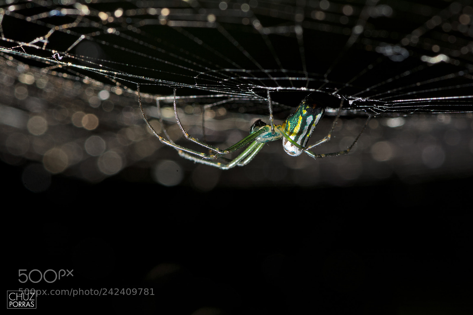 Nikon D7100 sample photo. Spider and spiderweb photography