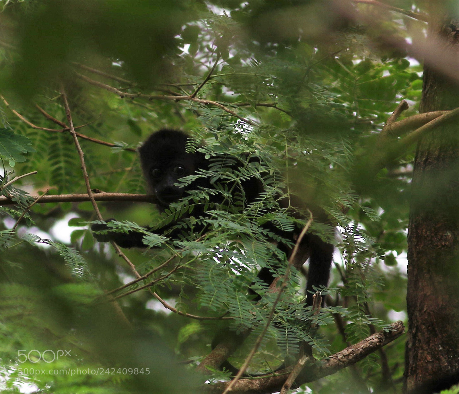 Canon EOS 7D Mark II sample photo. Baby howler photography