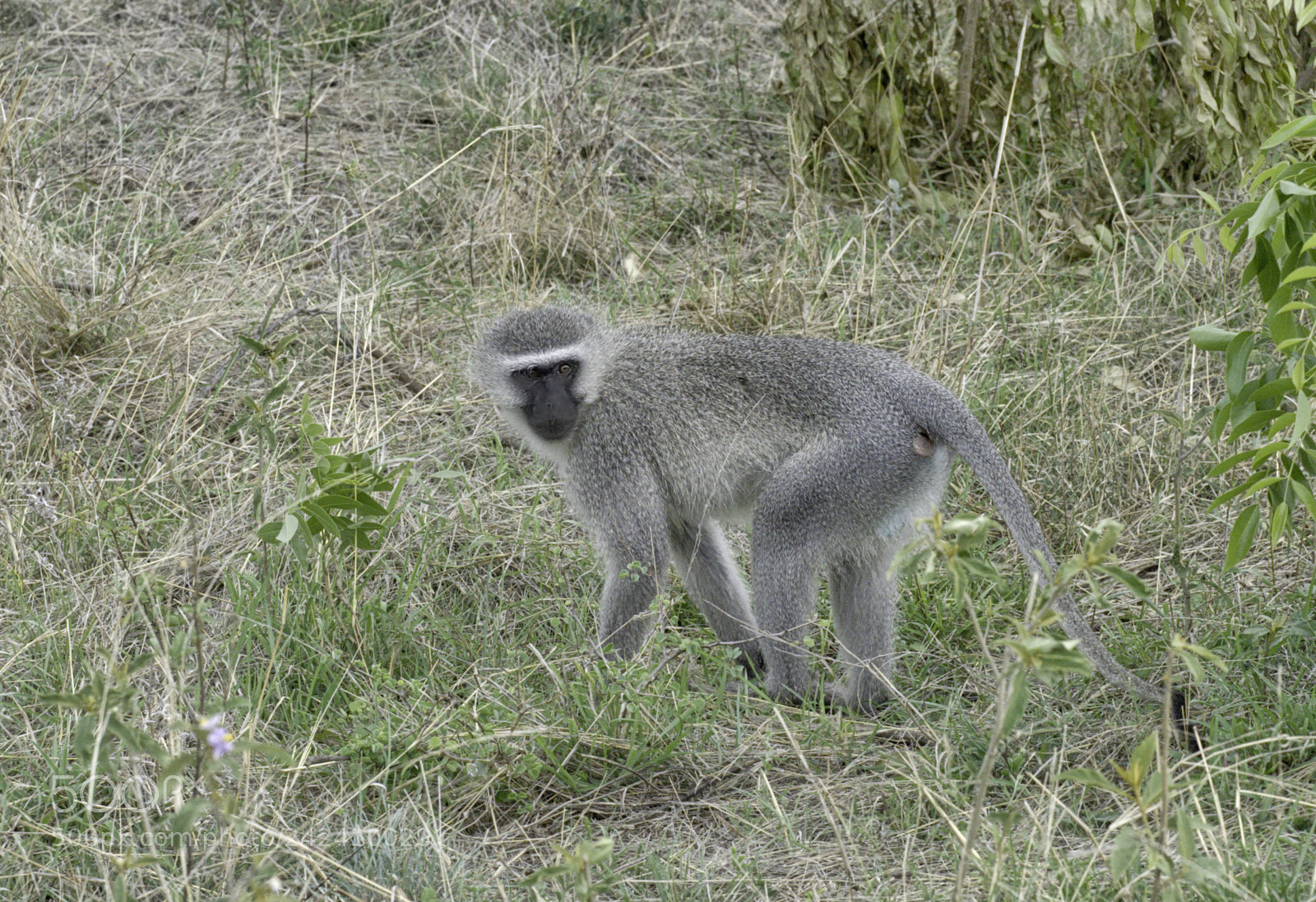 Nikon D3S sample photo. Vervet monkey photography