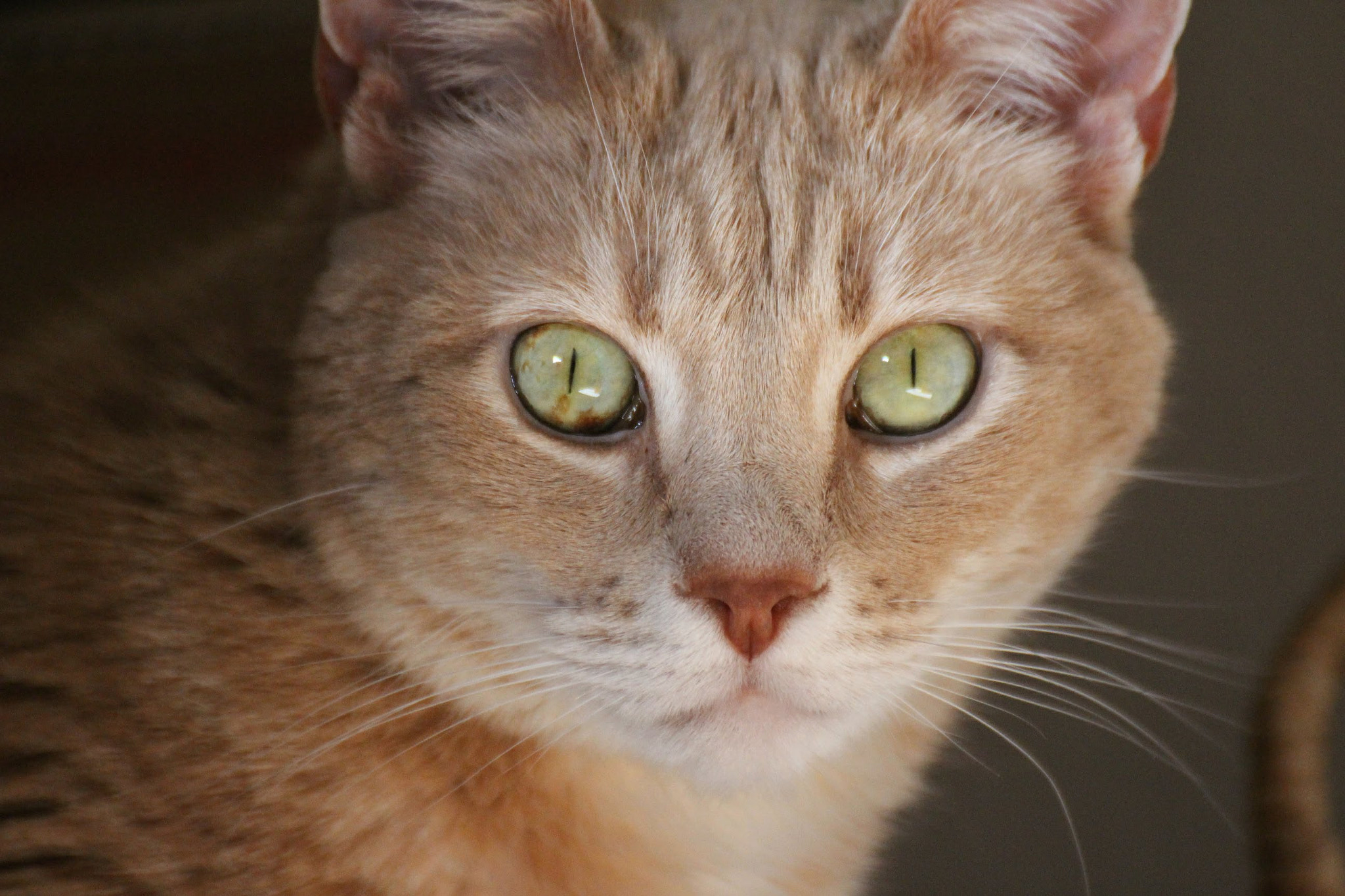 Tamron SP 35mm F1.8 Di VC USD sample photo. Forest eyes photography