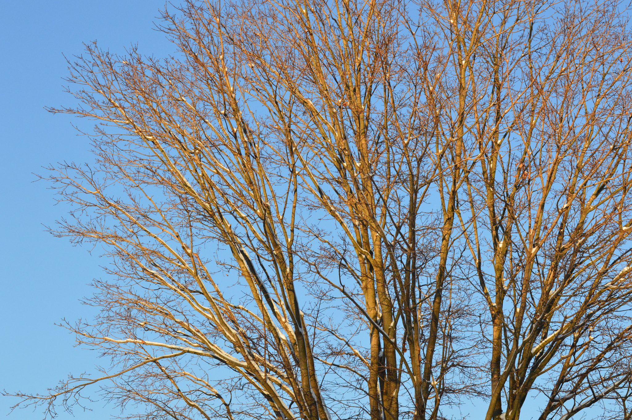 Nikon D3200 sample photo. Snowy tree photography