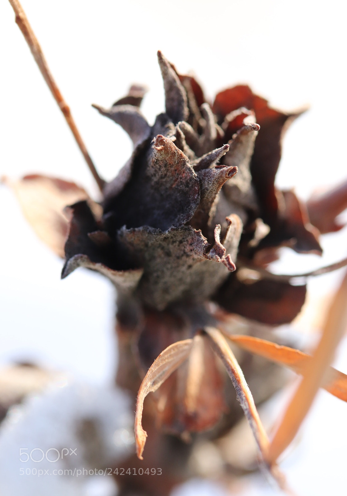 Canon EOS 77D (EOS 9000D / EOS 770D) sample photo. Seed pods photography