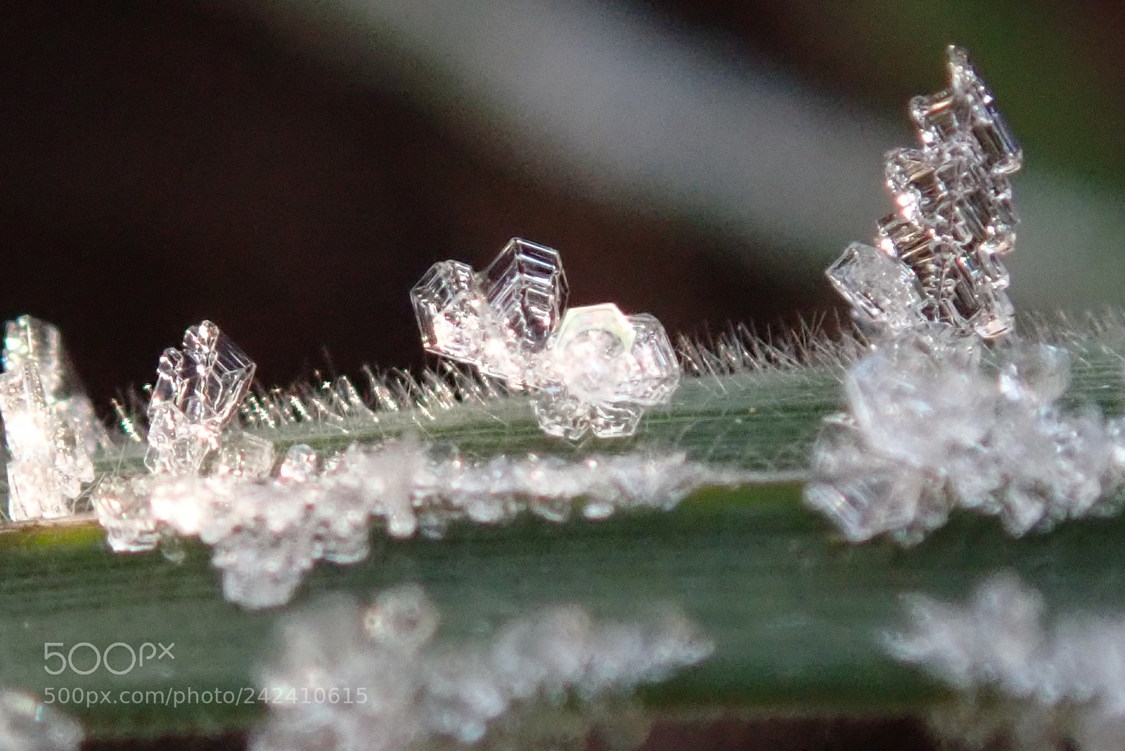 Olympus TG-5 sample photo. Frost collection photography