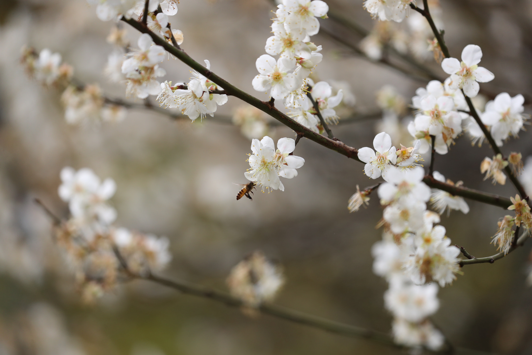 Canon EOS-1D X Mark II sample photo. Flower in sun photography