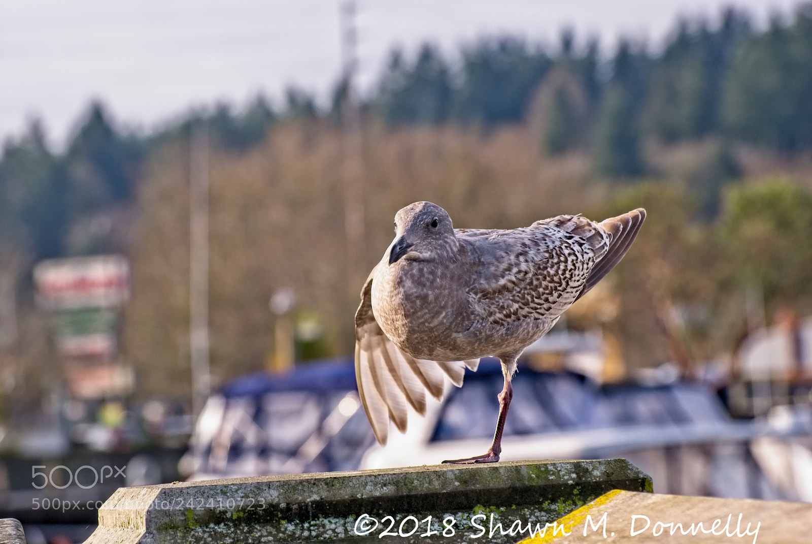 Nikon D60 sample photo. A young seagull balances photography
