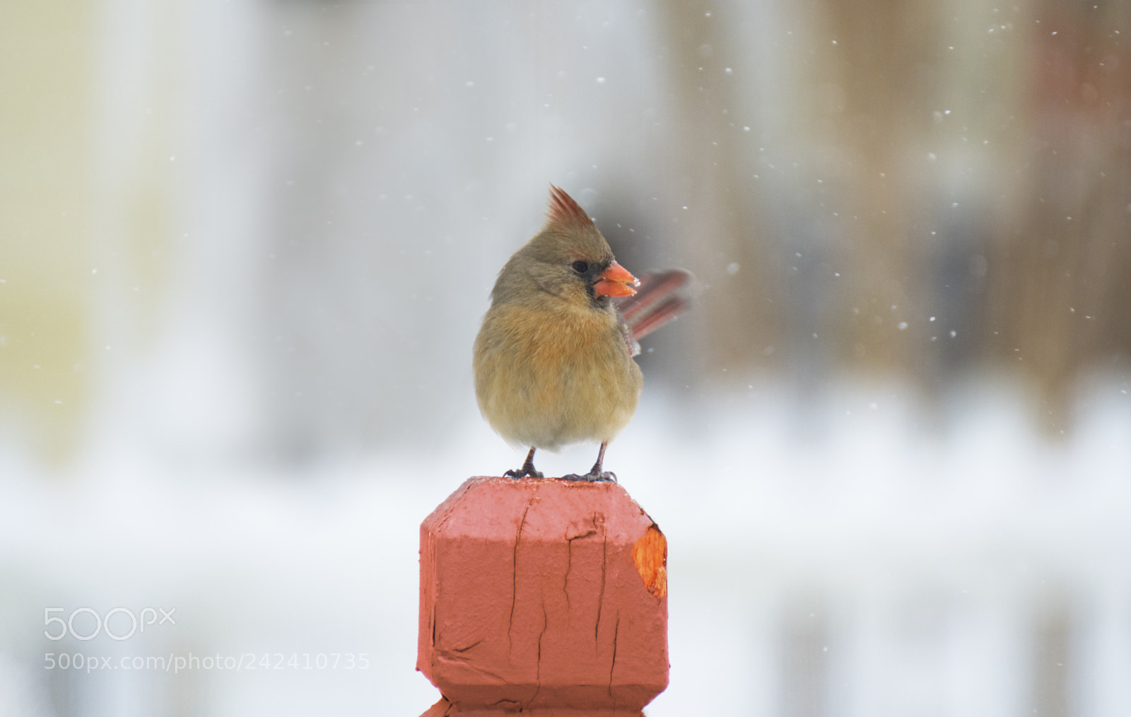 Nikon D500 sample photo. Cardinal photography