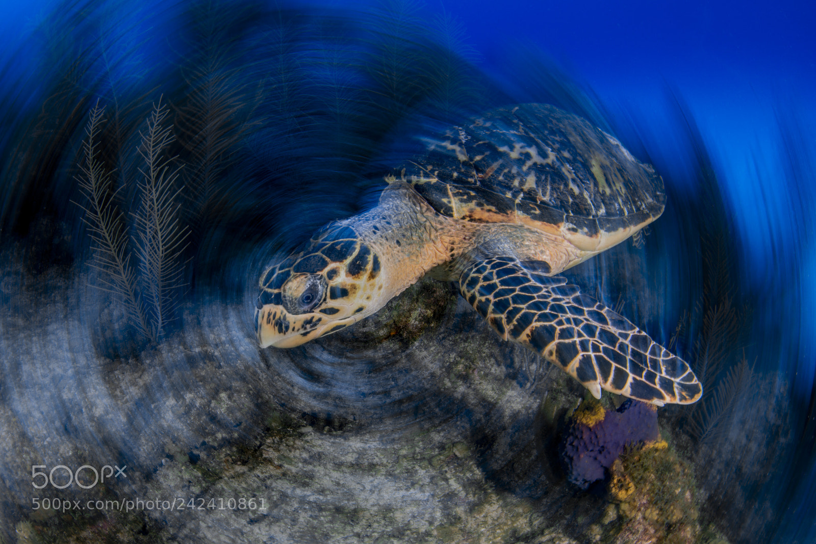 Nikon D800E sample photo. Turtle photography