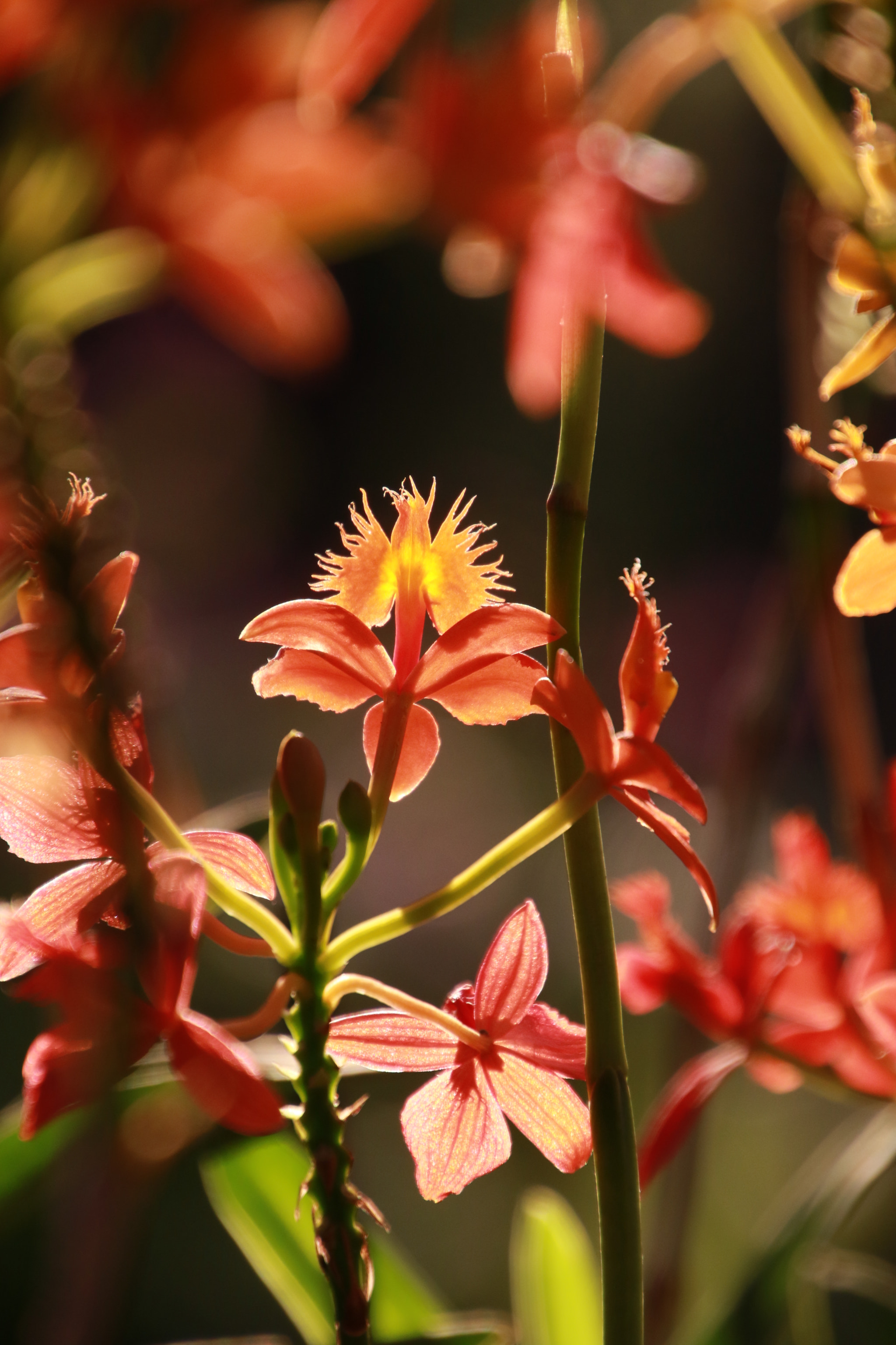Canon EOS 7D Mark II sample photo. 52@358 photography