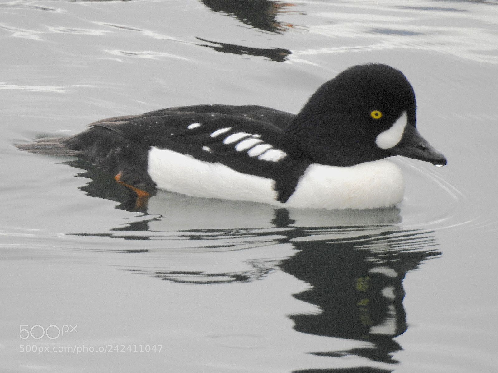 Nikon Coolpix P900 sample photo. Barrow's goldeneye photography