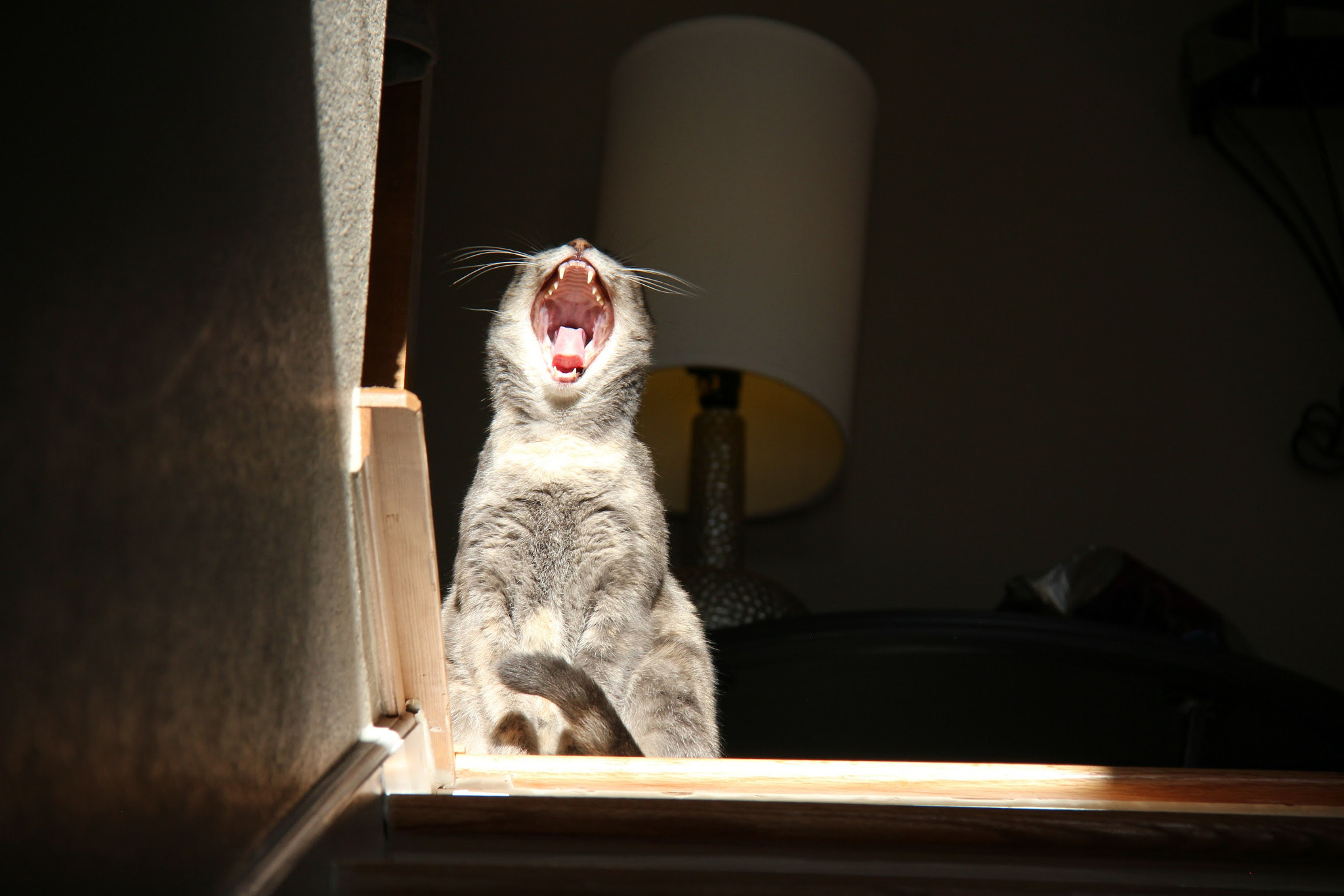 Canon EOS 100D (EOS Rebel SL1 / EOS Kiss X7) sample photo. Ferocious photography