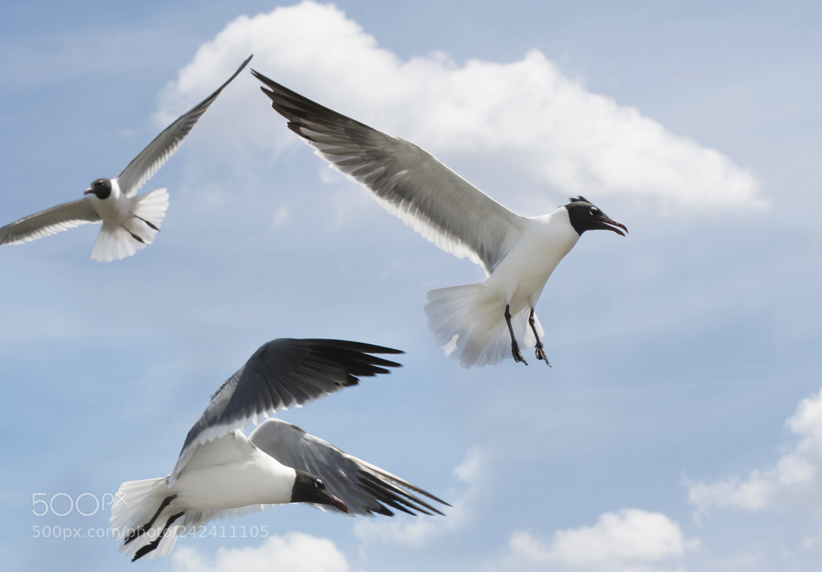 Nikon D500 sample photo. Three birds seagull photography