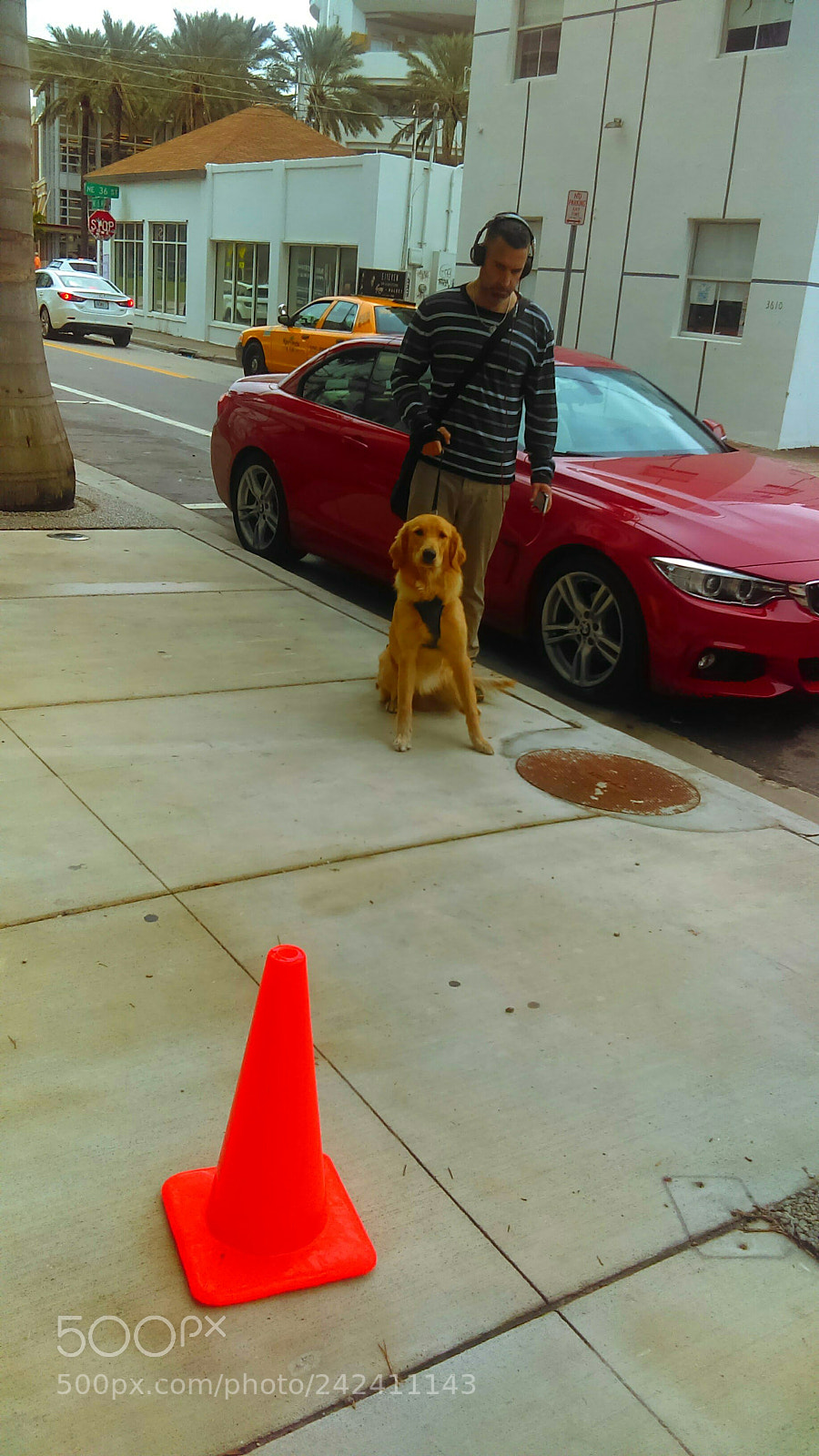 HTC DESRIE D530 sample photo. Golden retriever music photography