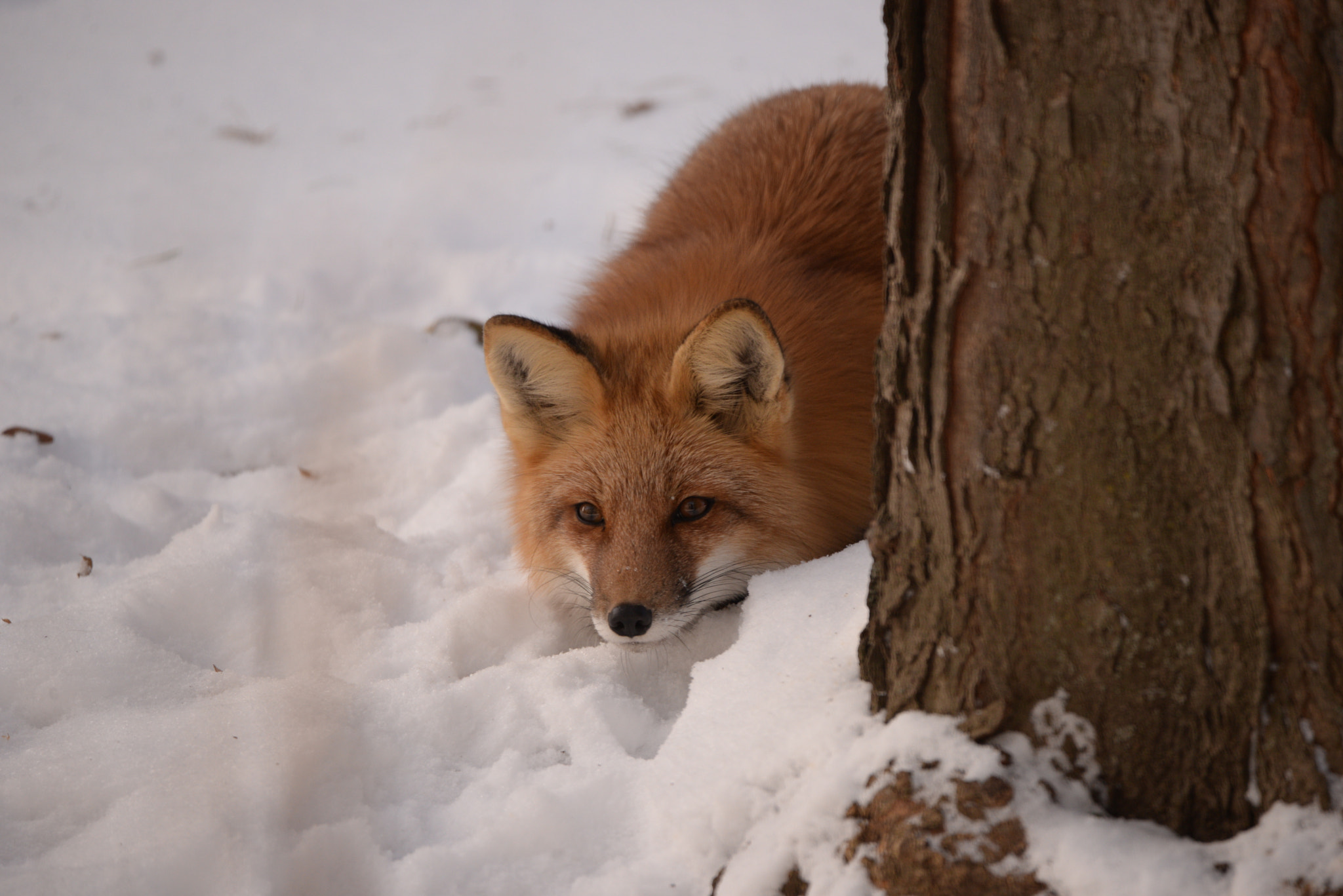 Nikon D610 + Sigma 150-600mm F5-6.3 DG OS HSM | C sample photo. Red fox photography