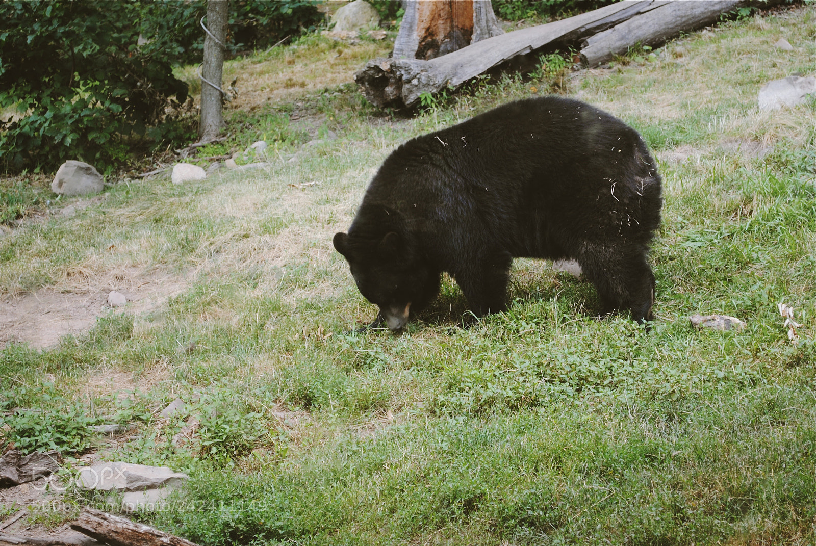 Nikon D3000 sample photo. Black bear ? photography