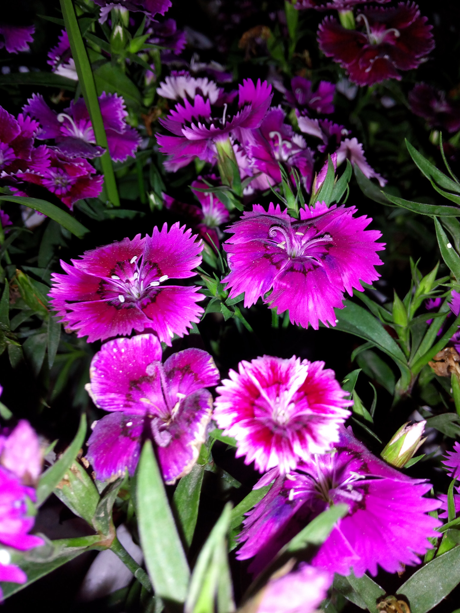 Symphony R100 sample photo