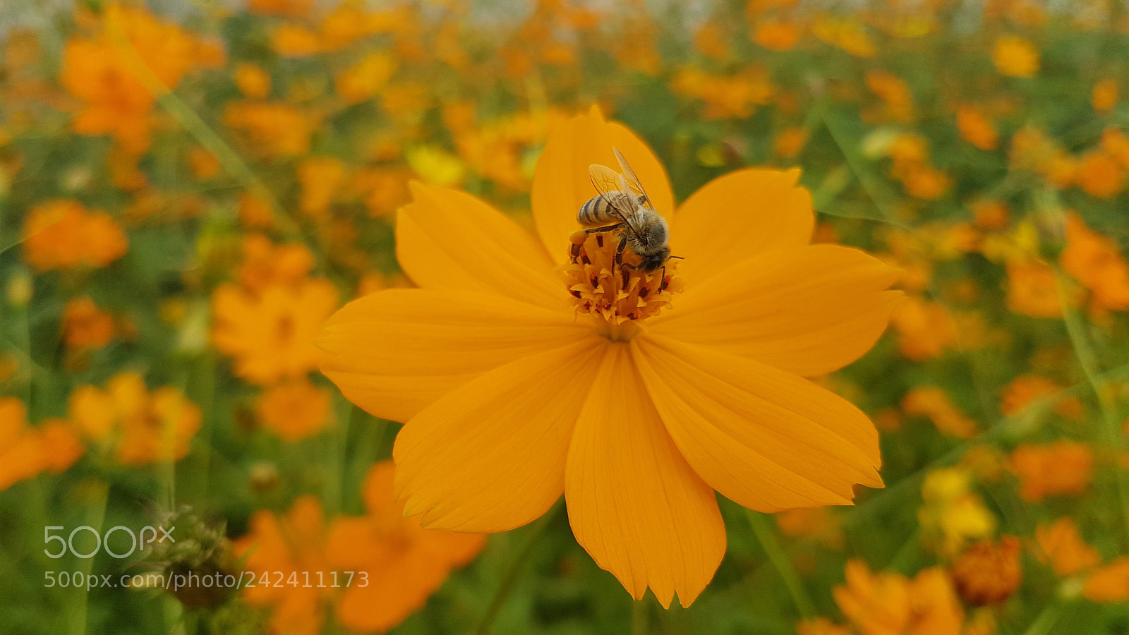 Samsung Galaxy S7 sample photo. Bee catching pollen photography