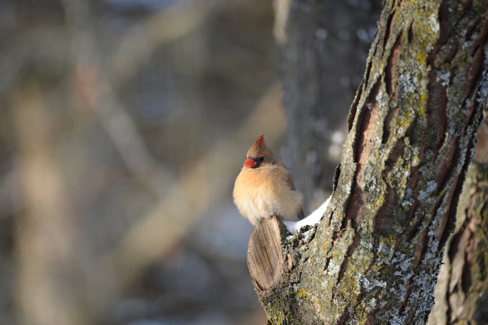 Nikon D610 + Sigma 150-600mm F5-6.3 DG OS HSM | C sample photo. Northern cardinal photography