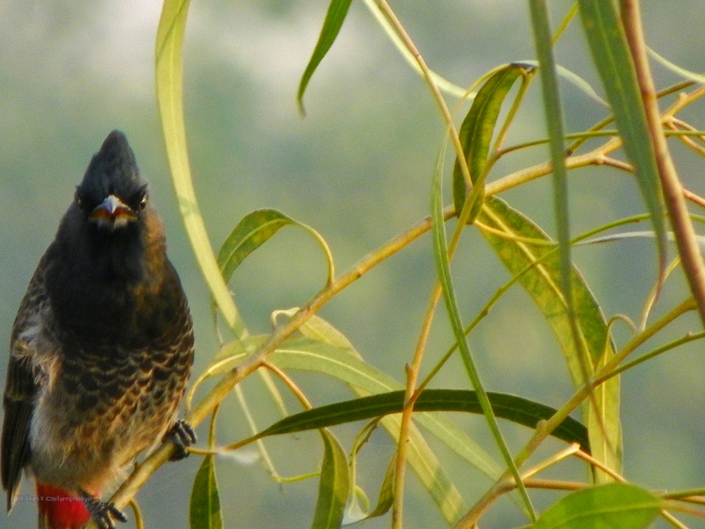 Kodak EasyShare Z981 sample photo. Angry bird photography